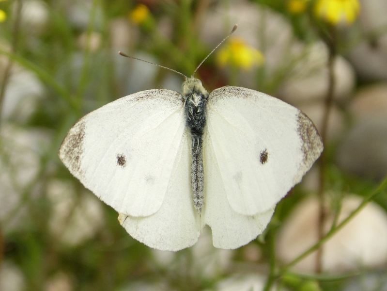 Identificazione Pieris.